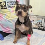 Lady the American Staffordshire Terrier recovering after surgery thanks to the VEG Cares program