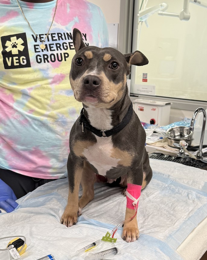 Lady the American Staffordshire Terrier recovering after surgery thanks to the VEG Cares program