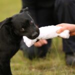 Australian Border Force officers assess detector dog puppies during a development program, focusing on environmental stability and general demeanour.