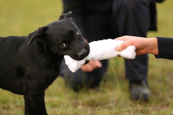 Australian Border Force officers assess detector dog puppies during a development program, focusing on environmental stability and general demeanour.