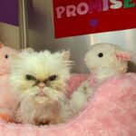 Senior cat Promise rescued by NY Pet-I-Care Adoption Program receiving medical care