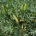 Yellow lupin pods growing on a lupin plant, highlighting the natural source of this nutritious legume for aged care programs.