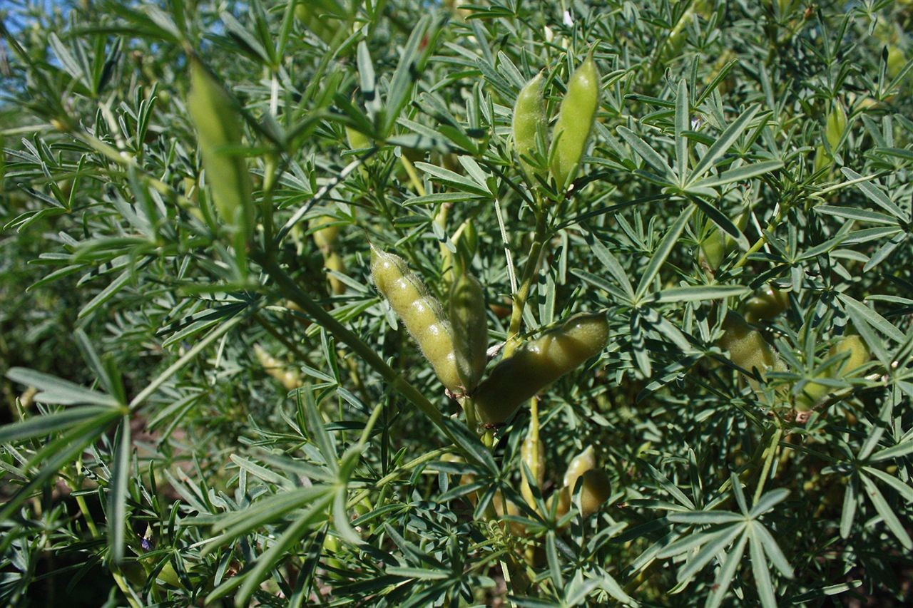 Yellow lupin pods growing on a lupin plant, highlighting the natural source of this nutritious legume for aged care programs.