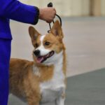 Unlock Your Potential with a 4-H Dog Care Program: Skills, Fun, and Community