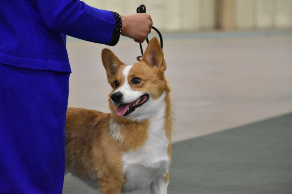 Unlock Your Potential with a 4-H Dog Care Program: Skills, Fun, and Community