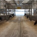 Dairy cows cared for by Joel and Darren Marshak, highlighting animal welfare in agriculture