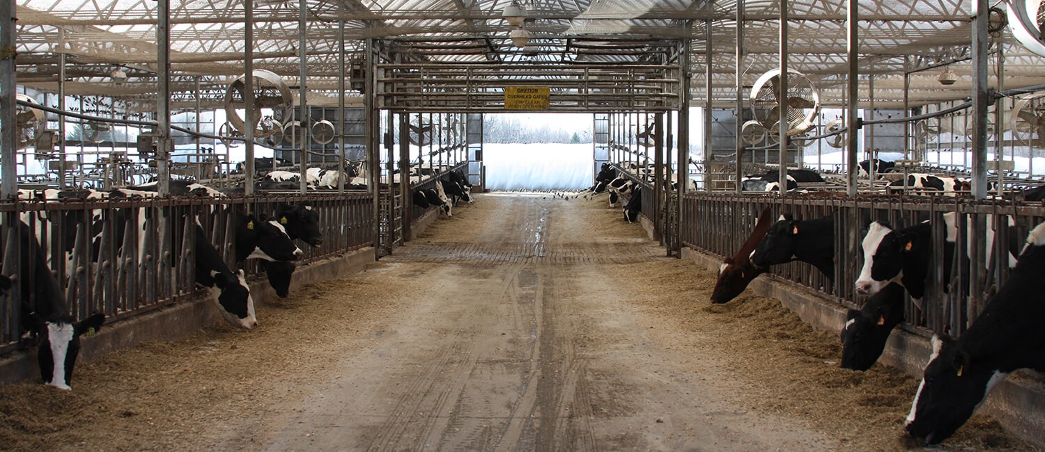 Dairy cows cared for by Joel and Darren Marshak, highlighting animal welfare in agriculture