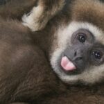 Volunteer in Thailand gibbon primate sanctuary