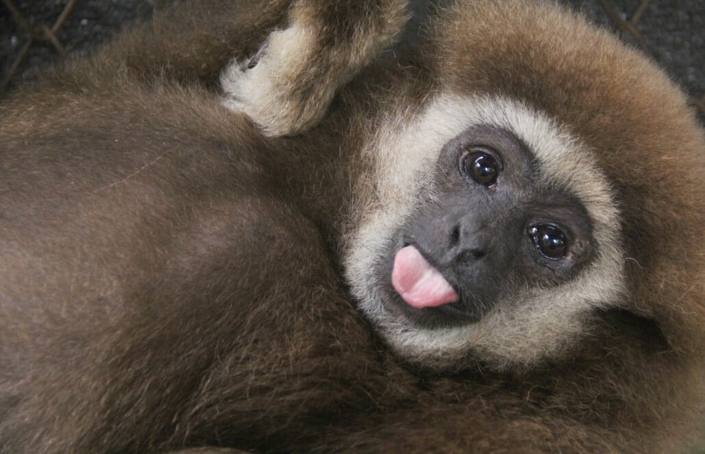 Volunteer in Thailand gibbon primate sanctuary