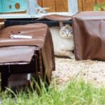 A tabby community cat cautiously entering a humane box trap.