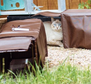 A tabby community cat cautiously entering a humane box trap.