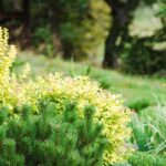 Comprehensive shrub care program for healthy landscapes. Image depicts lush green shrubs representing effective plant health management.