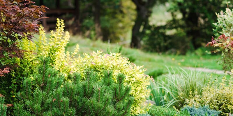 Comprehensive shrub care program for healthy landscapes. Image depicts lush green shrubs representing effective plant health management.